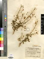 Type of Hermannia amabilis Marloth ex K.Schum. [family MALVACEAE]
