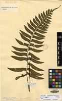 Isotype of Asplenium excisum C.Presl [family ASPLENIACEAE]