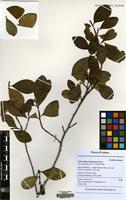 Filed as Erythroxylum emarginatum Thonn. [family ERYTHROXYLACEAE]