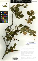 Filed as Hibiscus malacophyllus Balf.f. [family MALVACEAE]
