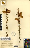 Type of Combretum gnidioides Engl.&Gilg [family COMBRETACEAE]