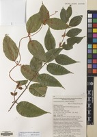 Filed as Trimenia moorei (Benth. ex Oliv.) Philipson [family TRIMENIACEAE]