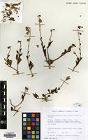 Filed as Talinum portulacifolium (Forssk.) Asch. ex Schweinf. [family PORTULACACEAE]
