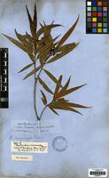 Type of Nectandra microcarpa Meisn. [family LAURACEAE]