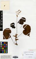 Type of Begonia mazae Ziesenh. [family BEGONIACEAE]