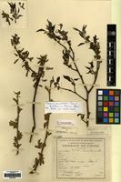 Type of Morus cavaleriei H. Lev. [family MORACEAE]