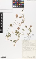 Filed as Trifolium fragiferum L. [family LEGUMINOSAE]