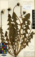 Isolectotype of Taraxacum pseudohamatum Dahlst. [family COMPOSITAE]