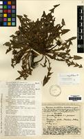 Isolectotype of Taraxacum serratilobum Dahlst. [family COMPOSITAE]