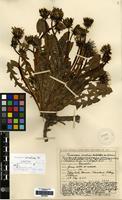Paratype of Taraxacum orcadense Dahlst. [family COMPOSITAE]