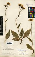 Syntype of Hieracium pseudozetlandicum Roffey [family COMPOSITAE]