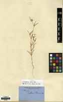 Isotype of Gomphrena lanata R.Br. [family AMARANTHACEAE]