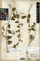 Type of Convolvulus hirsutus Stev. ex M.Bieb. var. virescens Boiss. [family CONVOLVULACEAE]