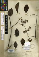 Isotype of Trachelospermum philippinense Elmer [family APOCYNACEAE]