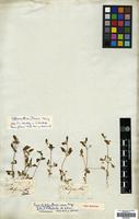Type of Telanthera nana Moq. [family AMARANTHACEAE]
