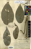 Isotype of Loranthus miniatus Elmer [family LORANTHACEAE]