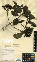 Isotype of Pavetta birmahica Bremek. [family RUBIACEAE]
