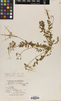Filed as Erodium acaule (L.) Bech. & Thell. [family GERANIACEAE]