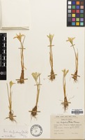 Filed as Iris danfordiae Boiss. [family IRIDACEAE]
