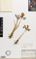 Filed as Iris histrioides (G.F.Wilson) S.Arn. [family IRIDACEAE]