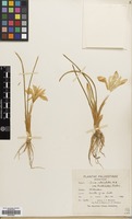 Filed as Iris vartanii Foster [family IRIDACEAE]