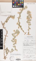 Filed as Tribulus macropterus Boiss. var. arabicus (Hosni) F.Al-Hemaid & Jacob Thomas [family ZYGOPHYLLACEAE]