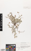 Filed as Lotus cytisoides L. [family LEGUMINOSAE]