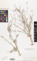 Filed as Astragalus squarrosus Bunge [family LEGUMINOSAE]