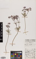 Filed as Geranium tuberosum L. subsp. tuberosum [family GERANIACEAE]