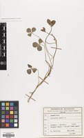 Filed as Trifolium repens L. [family LEGUMINOSAE]