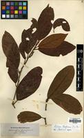 Filed as Litsea leefeana [family LAURACEAE]