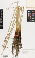 Filed as Juncus inflexus L. [family JUNCACEAE]