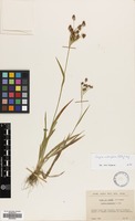 Filed as Luzula multiflora (Ehrh.) Lej. [family JUNCACEAE]