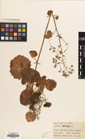 Filed as Saxifraga rotundifolia L. [family SAXIFRAGACEAE]