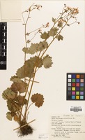 Filed as Saxifraga rotundifolia L. [family SAXIFRAGACEAE]