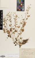 Filed as Saxifraga cymbalaria L. [family SAXIFRAGACEAE]