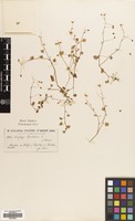 Filed as Saxifraga cymbalaria L. [family SAXIFRAGACEAE]