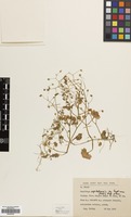 Filed as Saxifraga cymbalaria L. var. huetiana [family SAXIFRAGACEAE]