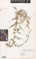 Filed as Vicia hyrcanica Fisch.& C.A.Mey. [family LEGUMINOSAE]