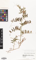 Filed as Vicia hyrcanica Fisch.& C.A.Mey. [family LEGUMINOSAE]