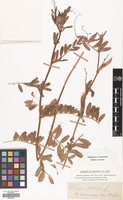 Filed as Vicia sativa L. subsp. sativa [family LEGUMINOSAE]