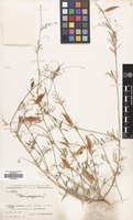Filed as Vicia peregrina L. [family LEGUMINOSAE]