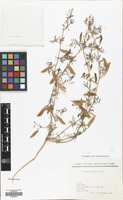 Filed as Vicia monantha Retz. [family LEGUMINOSAE]