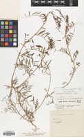 Filed as Vicia monantha Retz. var. monantha [family LEGUMINOSAE]