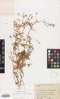 Filed as Vicia pubescens Link. [family LEGUMINOSAE]