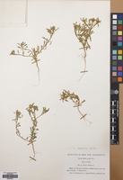 Filed as Iberis acutiloba Bertol. [family CRUCIFERAE]