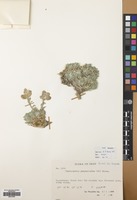 Filed as Physoptychis caspica (Hablitz) V.V. Botschantz. [family CRUCIFERAE]
