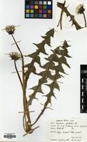 Filed as Taraxacum bracteatum Dahlst. [family COMPOSITAE]