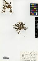 Filed as Taraxacum brachyglossum (Dahlst.) Raunk. [family COMPOSITAE]