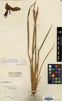 Isotype of Iris chrysographes Dykes [family IRIDACEAE]